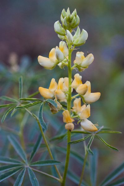 Lupinus angustiflorus, photographed by Ken-ichi Ueda