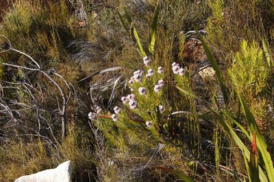 Serruria hirsuta, photographed by Tony Rebelo