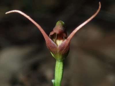 Pterostylis oblonga, photographed by Thomas Mesaglio