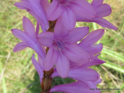 Watsonia densiflora, photographed by Peter Warren