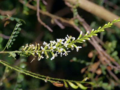 Eysenhardtia texana, photographed by Michelle W. （鍾偉瑋）