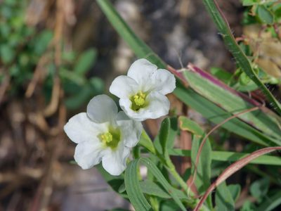 Bouchetia erecta, photographed by Michelle W. （鍾偉瑋）