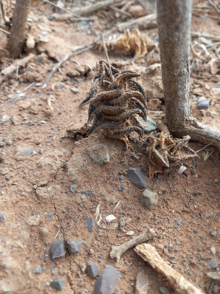 Haworthiopsis nigra, photographed by Christiaan Viljoen