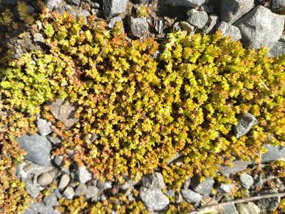 Crassula alata, photographed by Leon Perrie