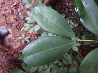 Carallia brachiata, photographed by Samuel Lee