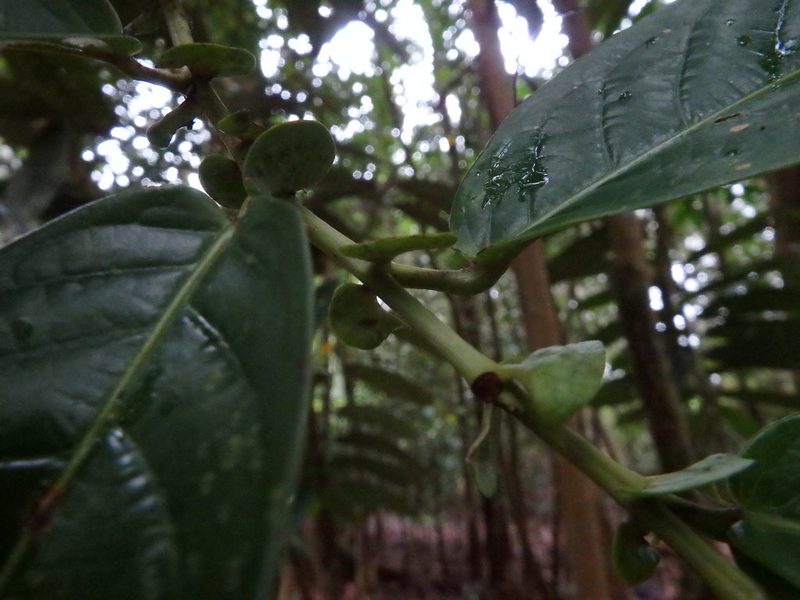 Aporosa benthamiana, photographed by Samuel Lee