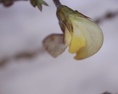 Aspalathus microphylla, photographed by Jacques van der Merwe