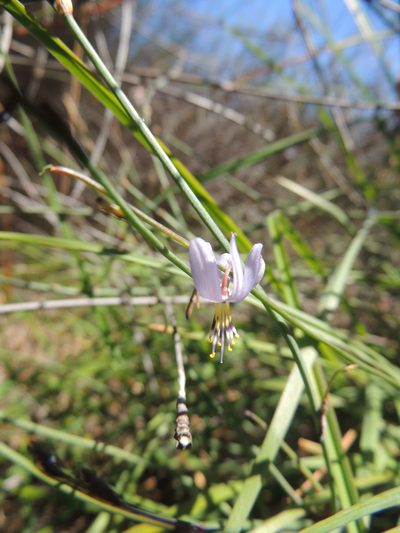 Caesia sabulosa, photographed by Jacques van der Merwe
