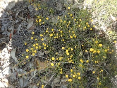 Acacia brownii
