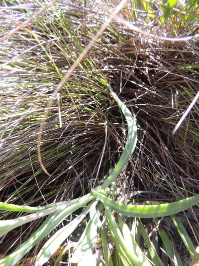 Skiatophytum flaccidifolium, photographed by Jacques van der Merwe