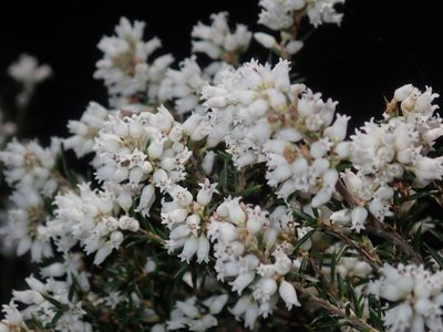 Lissanthe strigosa, photographed by Thomas Mesaglio