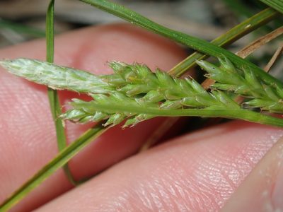 Carex breviculmis, photographed by Thomas Mesaglio