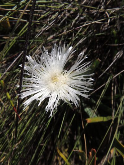 Skiatophytum flaccidifolium, photographed by Jacques van der Merwe