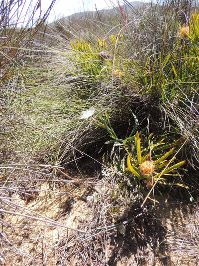 Skiatophytum flaccidifolium, photographed by Jacques van der Merwe