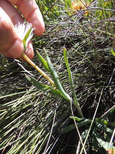 Skiatophytum flaccidifolium, photographed by Jacques van der Merwe