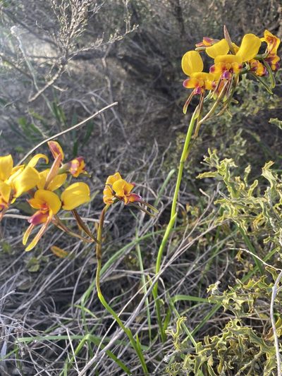 Diuris tinkeri, photographed by John Van Den Nouwelant