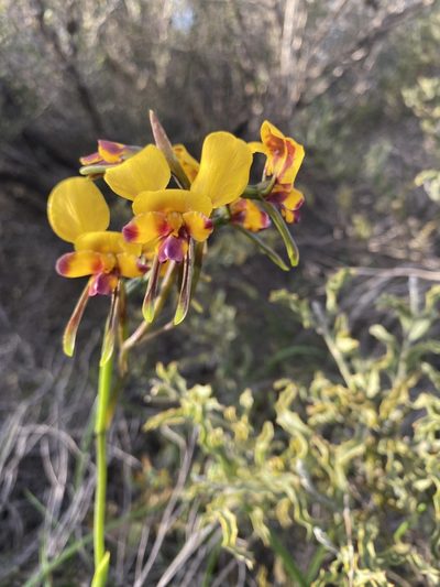 Diuris tinkeri, photographed by John Van Den Nouwelant