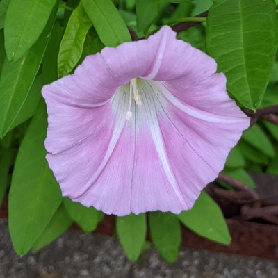 Calystegia pubescens, photographed by Timur Kalininsky