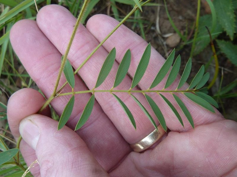 Tephrosia semiglabra, photographed by Andrew Hankey