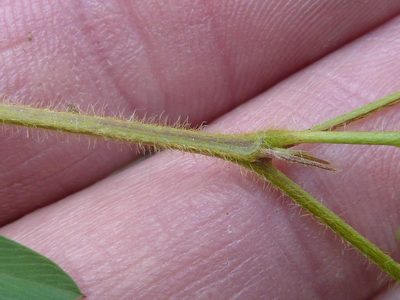 Tephrosia semiglabra, photographed by Andrew Hankey