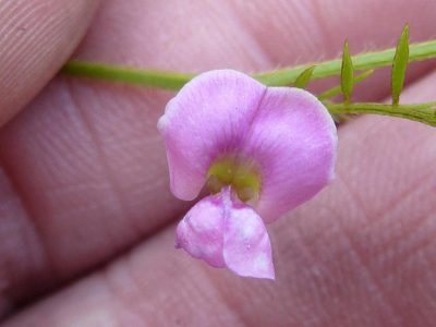 Tephrosia semiglabra, photographed by Andrew Hankey