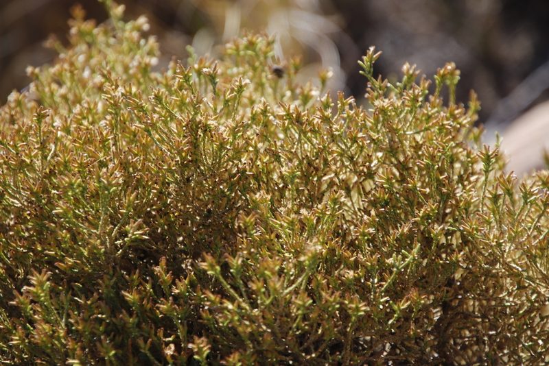 Stoebe gracilis, photographed by Tony Rebelo