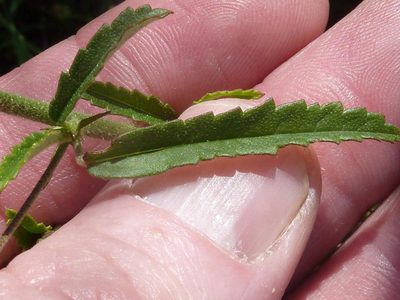 Sida lancifolia, photographed by Andrew Hankey