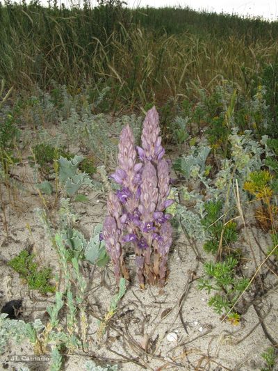 Orobanche arenaria, photographed by José Luis Camaño
