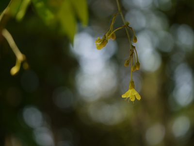 Harpullia arborea, photographed by Dinesh Valke