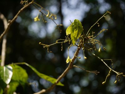 Harpullia arborea, photographed by Dinesh Valke