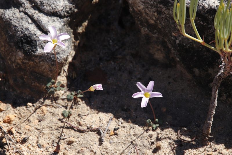 Oxalis pocockiae, photographed by Tony Rebelo