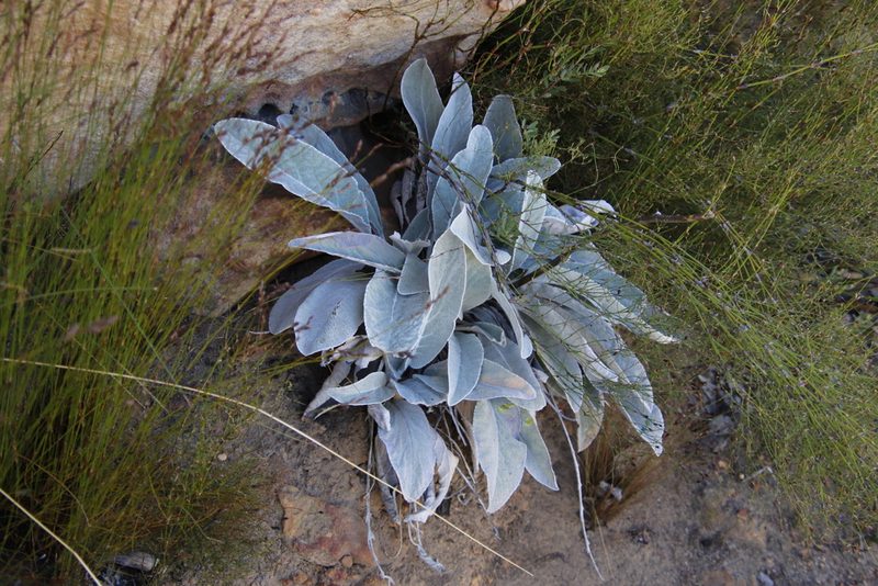 Hermas gigantea, photographed by Tony Rebelo