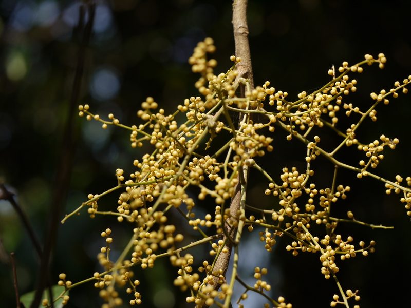 Aglaia roxburghiana, photographed by Dinesh Valke