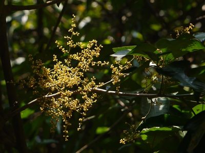 Aglaia roxburghiana, photographed by Dinesh Valke