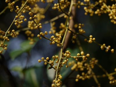 Aglaia roxburghiana, photographed by Dinesh Valke