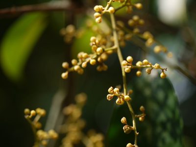 Aglaia roxburghiana, photographed by Dinesh Valke