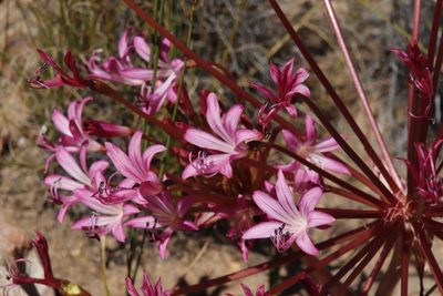 Brunsvigia nervosa, photographed by Tony Rebelo
