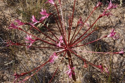 Brunsvigia nervosa, photographed by Tony Rebelo