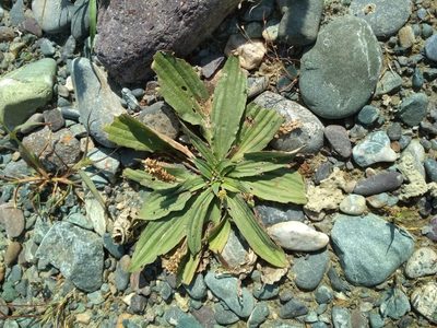 Plantago depressa, photographed by Pavel Komkov