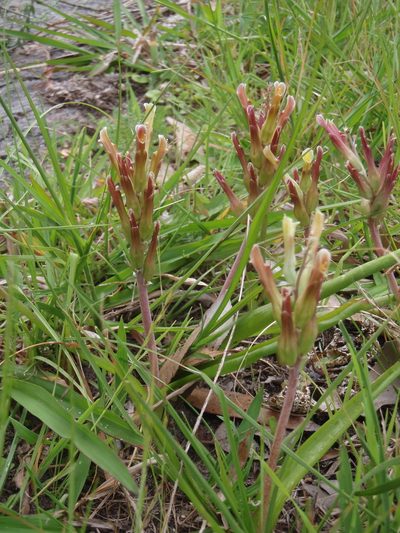 Lachenalia algoensis, photographed by Nicola van Berkel