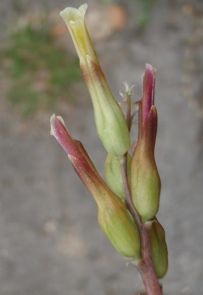 Lachenalia algoensis, photographed by Nicola van Berkel