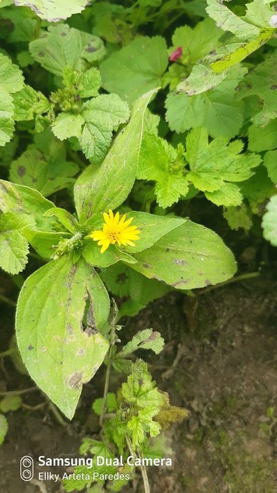 Philoglossa peruviana, photographed by Ellky Arteta Paredes