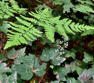 Gymnocarpium disjunctum, photographed by Kathy Daniel