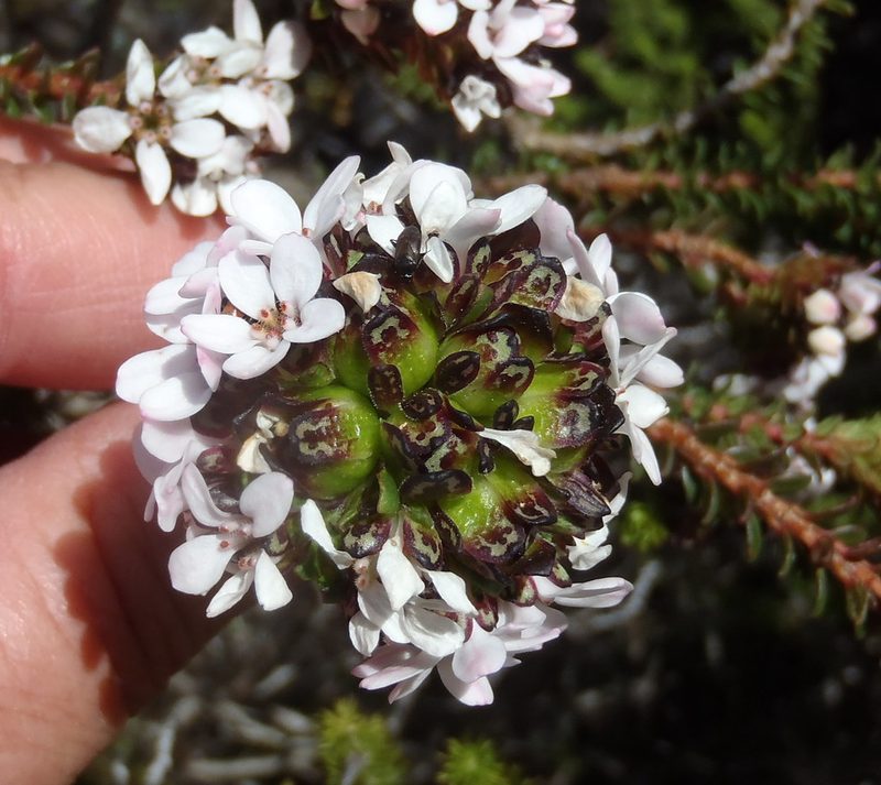 Adenandra rotundifolia, photographed by Nicola van Berkel