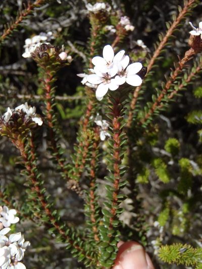 Adenandra rotundifolia, photographed by Nicola van Berkel