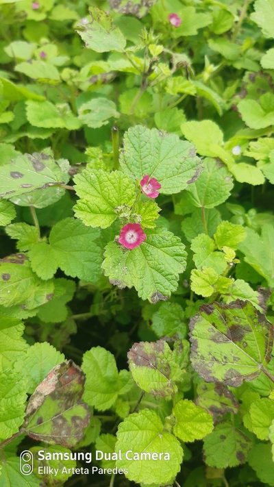 Fuertesimalva peruviana, photographed by Ellky Arteta Paredes