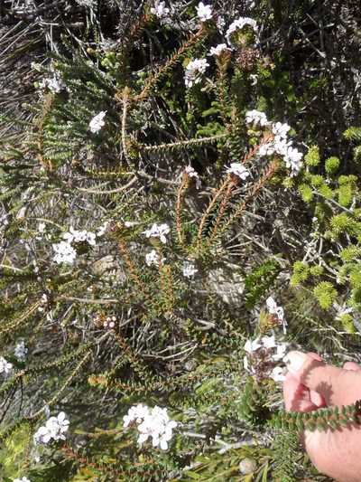 Adenandra rotundifolia, photographed by Nicola van Berkel