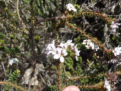 Adenandra rotundifolia, photographed by Nicola van Berkel