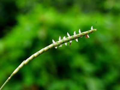 Eremochloa ophiuroides, photographed by Jacy Chen