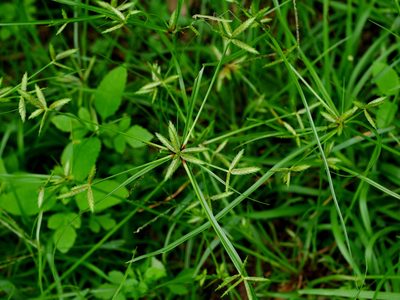 Cyperus compressus, photographed by Jacy Chen